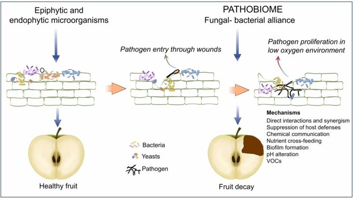 Las alianzas entre hongos y bacterias tienen un papel potencial en la gravedad de la enfermedad.jpg